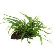 Picture of LIVE AQ. PLANT MICROSORUM PTEROPUS "NARROW" ON WOOD