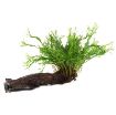 Picture of LIVE AQ. PLANT MICROSORUM PTETOPUS WINDELOV WOOD