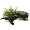 Picture of LIVE AQ. PLANT MICROSORUM&ANUBIAS "DUET" ON WOOD XL