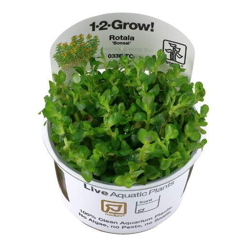 Picture of LIVE AQ. PLANT ROTALA "BONSAI"