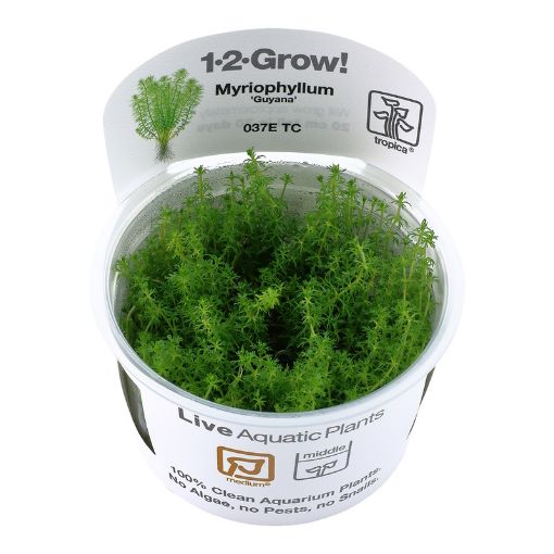 Picture of LIVE AQ. PLANT MYRIOPHYLLUM "GUYANA"