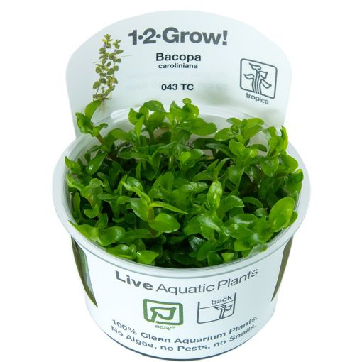 Picture of LIVE AQ. PLANT BACOPA CAROLINIANA