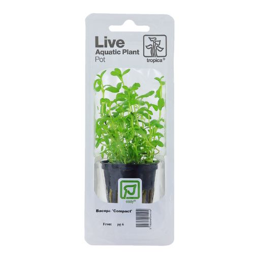 Picture of LIVE AQ. PLANT POT BACOPA MONNIERI "COMPACT"