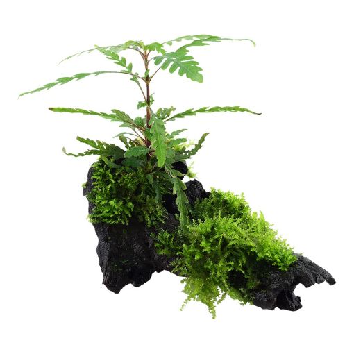 Picture of LIVE AQ. PLANT HYGROPHILA PINNATIFIDA&MOSS ON WOOD