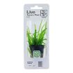 Picture of LIVE AQ. PLANT POT SAGITTARIA SUBULATA