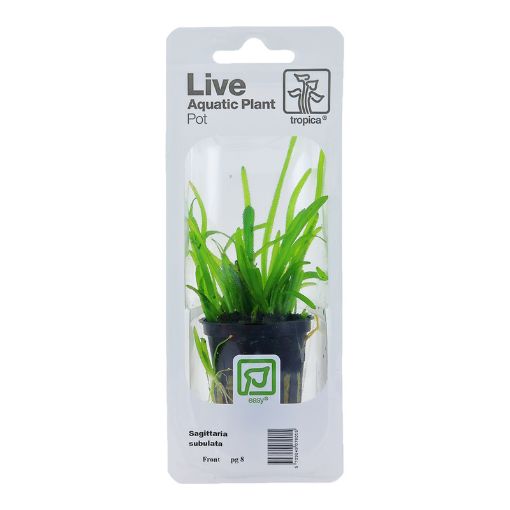 Picture of LIVE AQ. PLANT POT SAGITTARIA SUBULATA