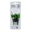 Picture of LIVE AQ. PLANT POT ANUBIAS BARTERI NANA