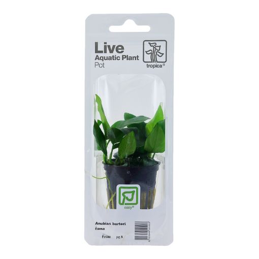 Picture of LIVE AQ. PLANT POT ANUBIAS BARTERI NANA