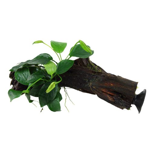 Picture of LIVE AQ. PLANT ANUBIAS BARTERI NANA ON WOOD W. SUC