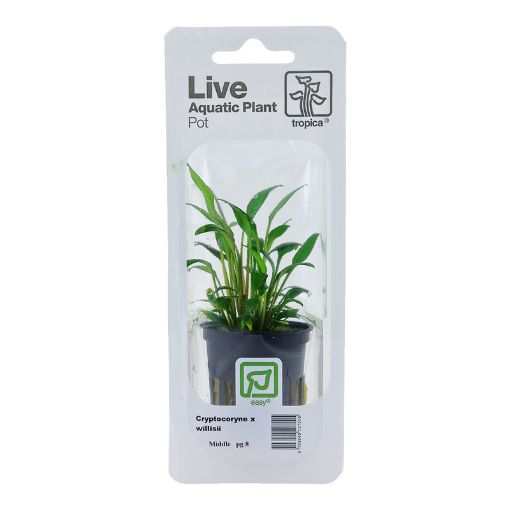 Picture of LIVE AQ. PLANT POT CRYPTOCORYNE X WILLISII