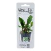 Picture of LIVE AQ. PLANT POT CRYPTOCORYNE BECKETTII ''PETCHII''