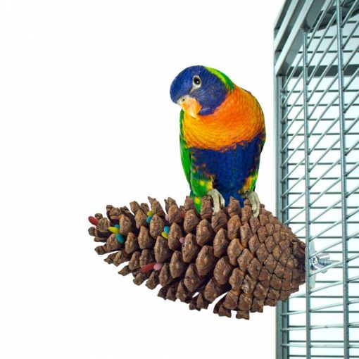 Picture of BACK ZOO NATURE BIRD TOY FORAGING PINE CONE