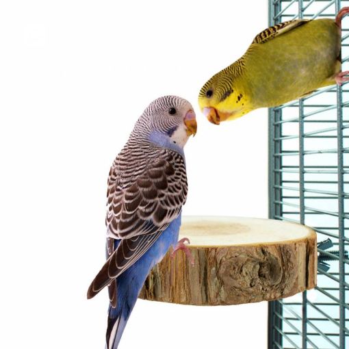 Picture of BACK ZOO NATURE BIRD TOY TRUNK SLICE PERCH