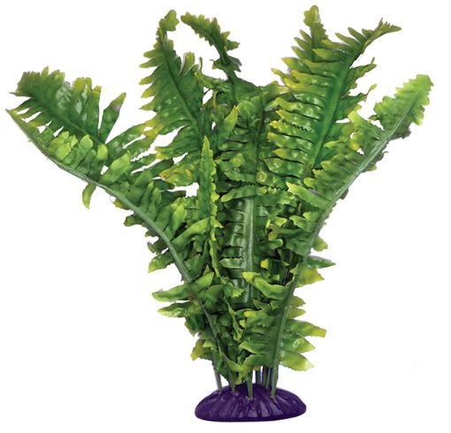 Picture of KOM STANDING PLANT BOSTON FERN LG 36CM