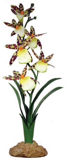 Picture of KOM STANDING PLANT SPIDER ORCHID 40CM