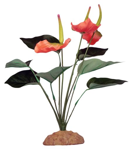 Picture of KOM STANDING PLANT ANTHURIUM BUSH 29CM