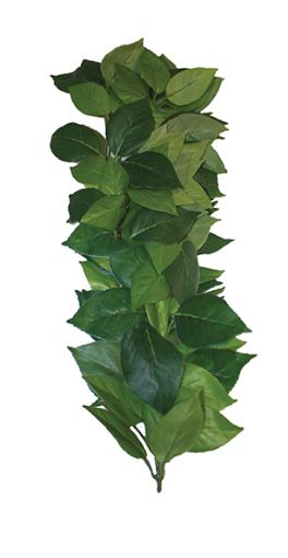 Picture of KOM HANGING PLANT FICUS SILK VINE 35CM