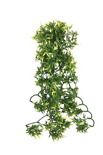 Picture of KOM HANGING PLANT CROTON 60CM