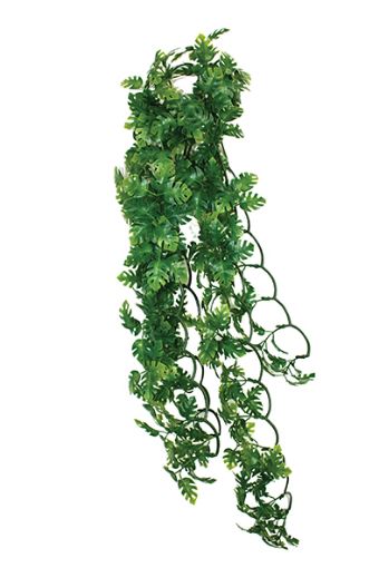 Picture of KOM HANGING PLANT SPLIT PHILODENDRON 60CM