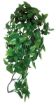 Picture of KOM HANGING PLANT PHILODENDRON 40CM