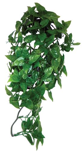 Picture of KOM HANGING PLANT PHILODENDRON 40CM