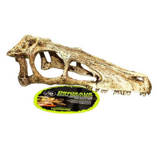 Picture of KOM RAPTOR SKULL SM 19X6.5X8CM