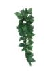 Picture of KOM HANGING PLANT SUMATRA VINE 13CM