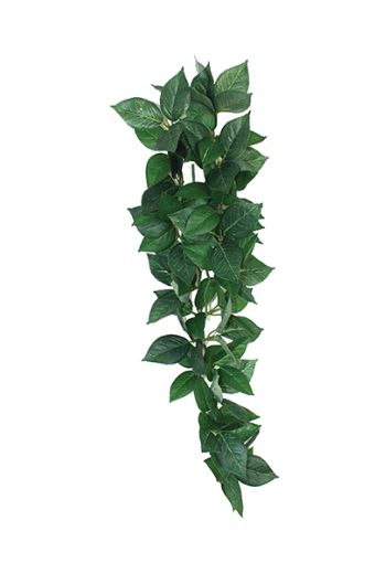 Picture of KOM HANGING PLANT SUMATRA VINE 13CM