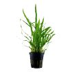 Picture of LIVE AQ. PLANT POT MICROSORUM PTEROPUS "NARROW"