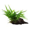 Picture of LIVE AQ. PLANT MICROSORUM PTEROPUS "NARROW" ON WOOD