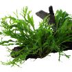 Picture of LIVE AQ. PLANT MICROSORUM PTETOPUS WINDELOV W. XL