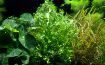 Picture of LIVE AQ. PLANT MICROSORUM PTETOPUS WINDELOV W. XL