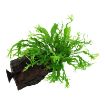 Picture of LIVE AQ. PLANT MICROSORUM PTETOPUS WINDELOV WOOD