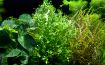 Picture of LIVE AQ. PLANT MICROSORUM PTETOPUS WINDELOV WOOD