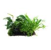 Picture of LIVE AQ. PLANT MICROSORUM&ANUBIAS "DUET" ON WOOD XL