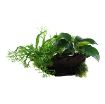 Picture of LIVE AQ. PLANT MICROSORUM&ANUBIAS "DUET" ON WOOD XL