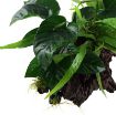 Picture of LIVE AQ. PLANT MICROSORUM&ANUBIAS "DUET" ON WOOD XL