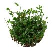 Picture of LIVE AQ. PLANT MARSILEA CRENATA