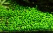 Picture of LIVE AQ. PLANT MARSILEA CRENATA