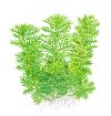 Picture of LIVE AQ. PLANT HOTTONIA PALUSTRIS