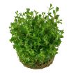 Picture of LIVE AQ. PLANT ROTALA "BONSAI"