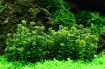 Picture of LIVE AQ. PLANT ROTALA "BONSAI"