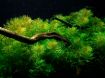 Picture of LIVE AQ. PLANT MYRIOPHYLLUM MATTOGROSSENSE