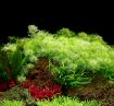 Picture of LIVE AQ. PLANT MYRIOPHYLLUM MATTOGROSSENSE