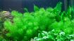 Picture of LIVE AQ. PLANT MYRIOPHYLLUM MATTOGROSSENSE