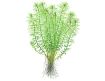 Picture of LIVE AQ. PLANT MYRIOPHYLLUM MATTOGROSSENSE