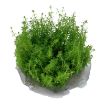 Picture of LIVE AQ. PLANT MYRIOPHYLLUM "GUYANA"