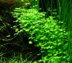 Picture of LIVE AQ. PLANT HYDROCOTYLE TRIPARTITA