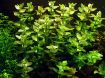 Picture of LIVE AQ. PLANT BACOPA CAROLINIANA