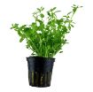 Picture of LIVE AQ. PLANT POT BACOPA MONNIERI "COMPACT"